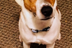 benji